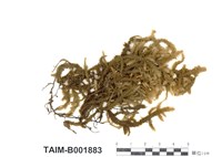 藏品(波葉平苔)的圖片